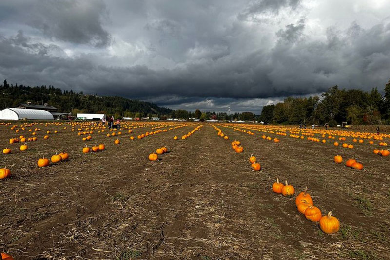 Established Sumner farms in WA near 98391