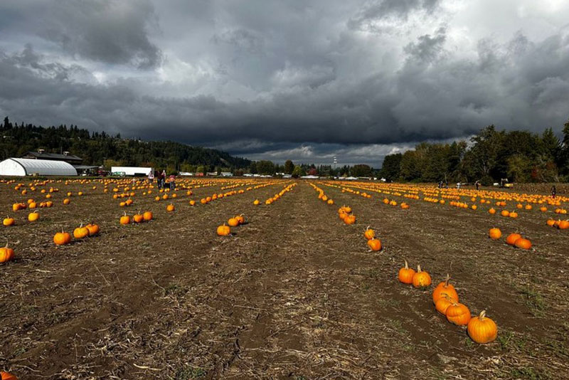 Quality Puyallup pumpkins in WA near 98374