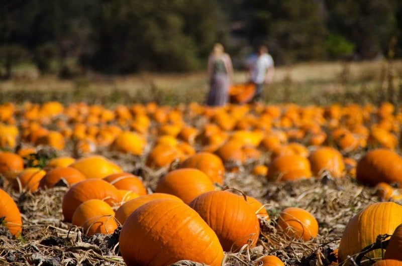 Sumner Pumpkin Patches Finest Sumner pumpkin patches in WA near 98391