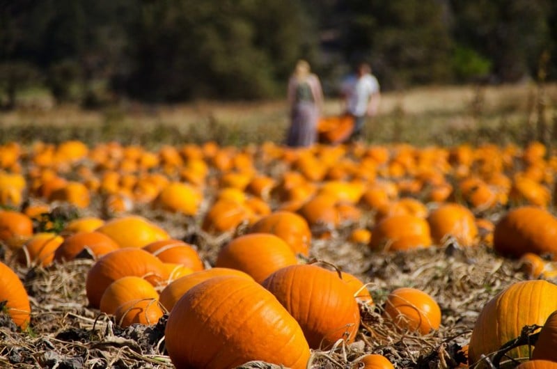 Finest Sumner pumpkin patches in WA near 98391